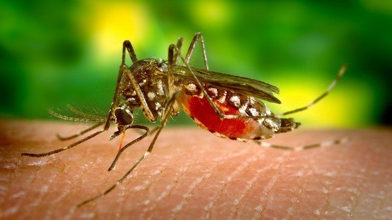 El mosquito Aedes albopictus