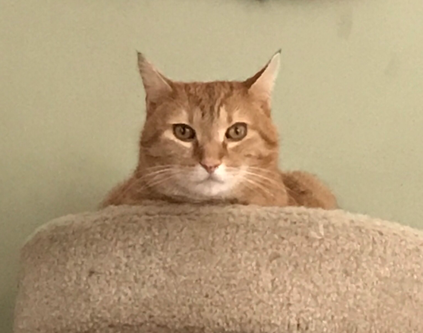 mujer trans gatito vecinos