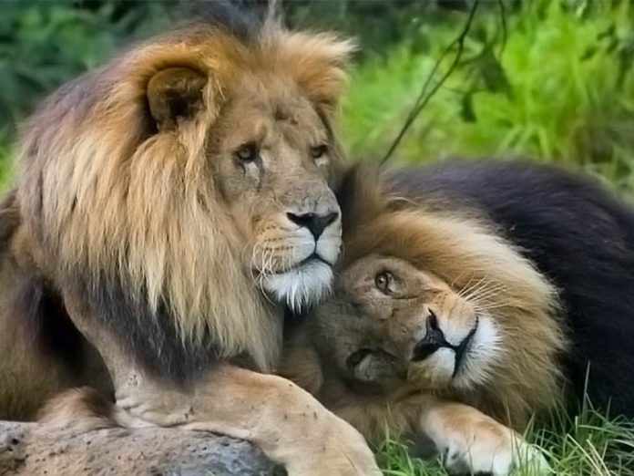 animales homosexuales