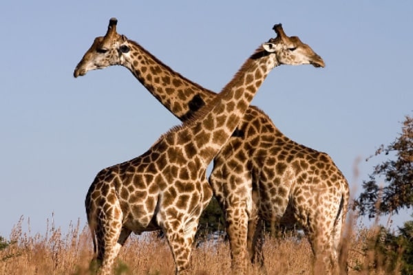 animales-homosexuales