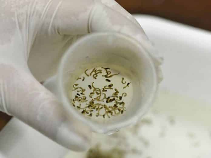 dengue transmisión sexual 3