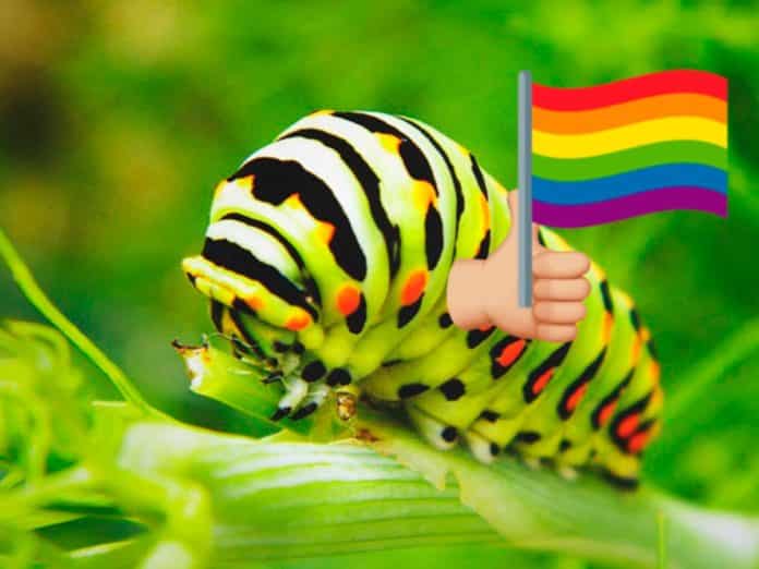 gusano homosexualidad gusano homosexualidad