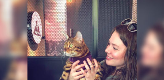 LGBT+ gatos