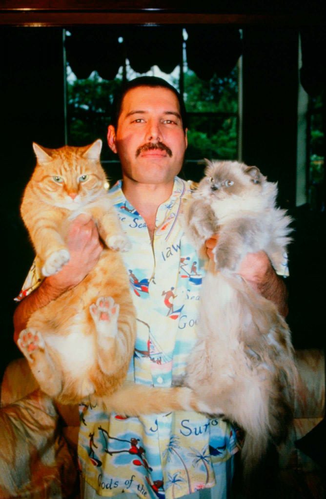 LGBT+ gatos