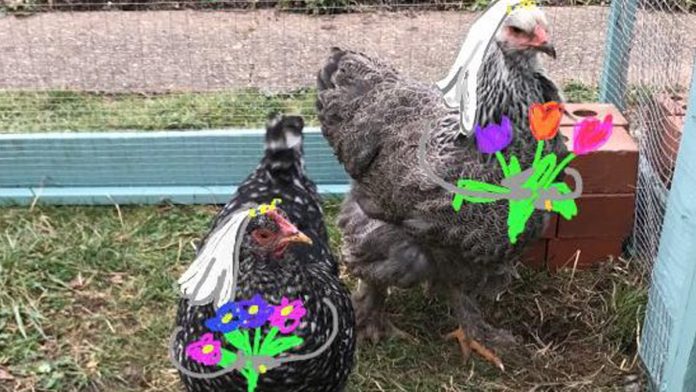 romance-gallinas-lesbianas