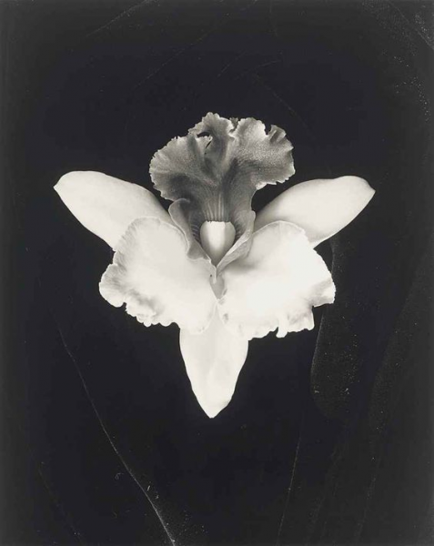 Robert-Mapplethorpe-artista-transgresor