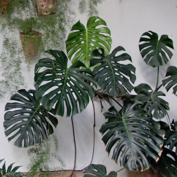 Imagen de la planta Monstera Deliciosa.