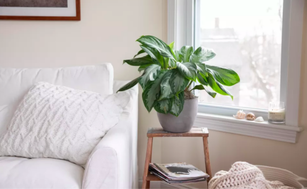 Las 'siemprevivas' son las plantas ideales para el descuidado, pues no se van a morir.