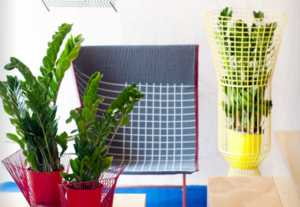 A las Zamioculcas no les importará si eres descuidado, estas plantas casi no pueden morir.