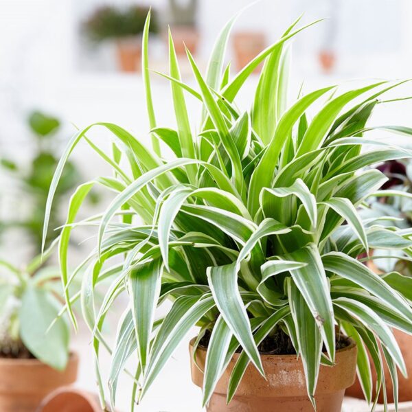 Las plantas Chlorophytum no podrán morir tan fácilmente y resistirán a que seas descuidado.