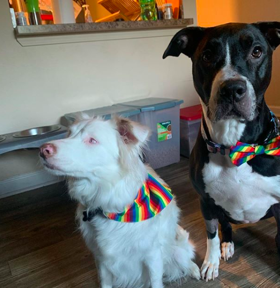 Aiden, la perrita ciega estrella de TikTok y con un dueño que es un chico trans.