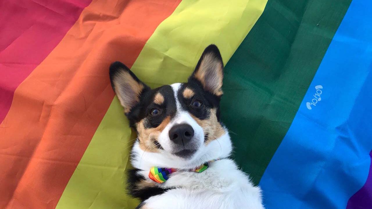 El perro es el mejor amigo de las personas LGBTQ+.