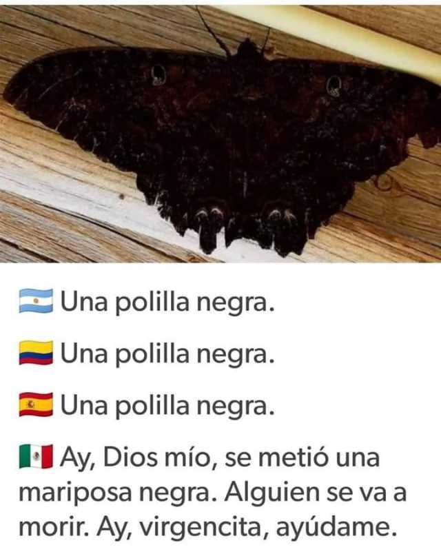 Polilla negra