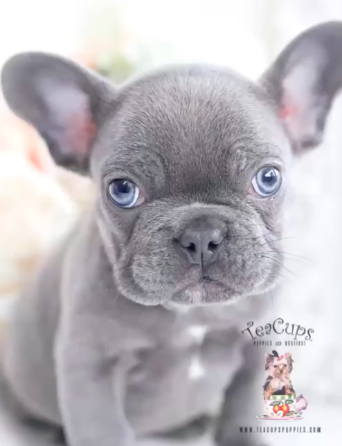 Ricky Martin Jwan Yosef hijos