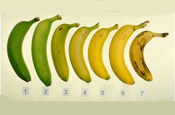 vaginoplastia piel pene