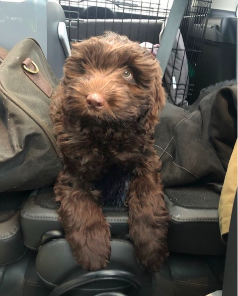 Stella novia de Gillian Anderson