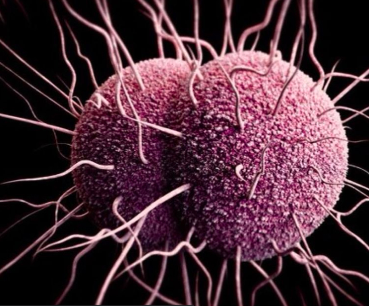 bateria supergonorrea gonorrea imagen fondo ciencia