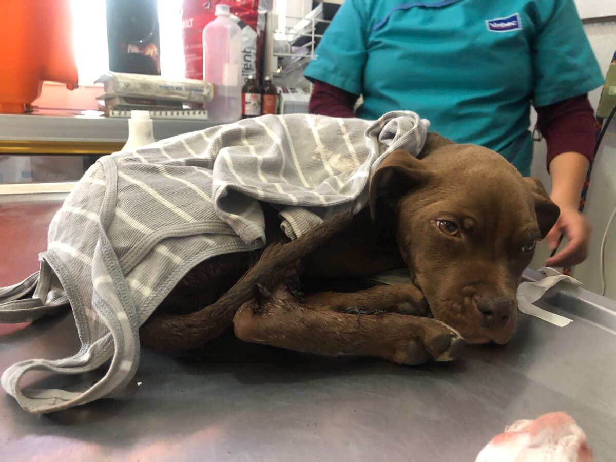 Iván Nava rescatador perritos LGBT