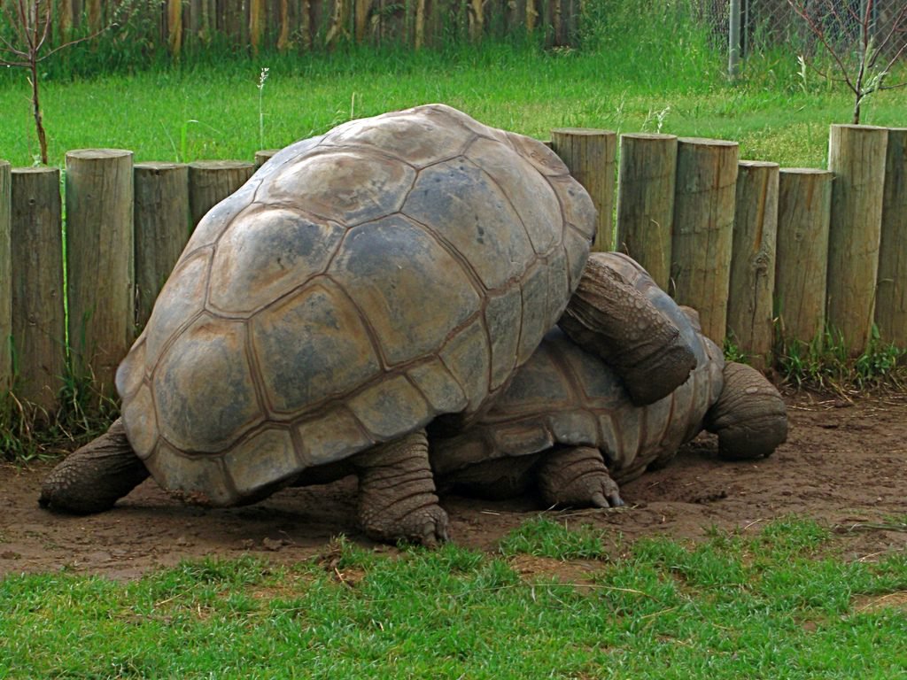 Jonathan animal más viejo del mundo gay