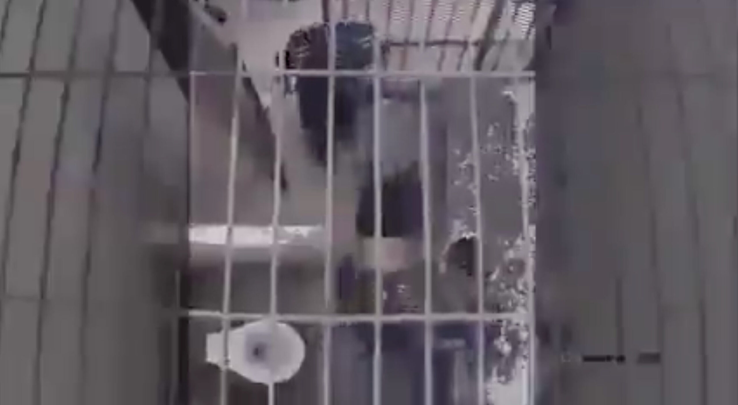 celda josé eduardo ravelo