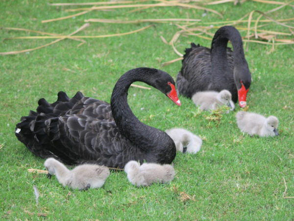 cisne negro homosexualidad especies natural