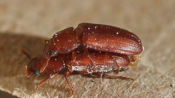 escarabajos rojos especies homosexualidad natural