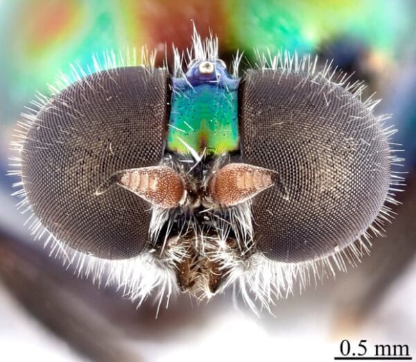 insecto mosca RuPaul