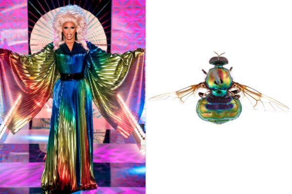 opaluma rupaul insecto mosca
