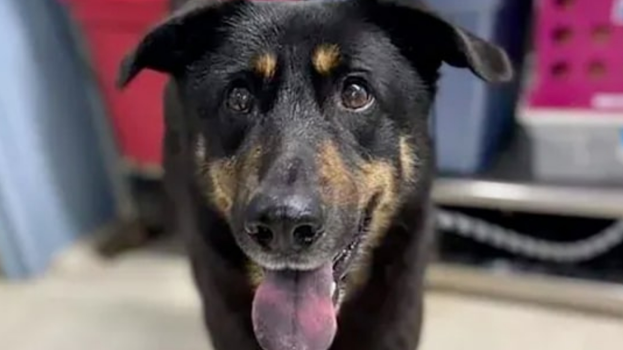 fezco-oscar-perro-gay-abandonado-carolina-del-norte(1) fezco oscar perro abanonado carolina del norte