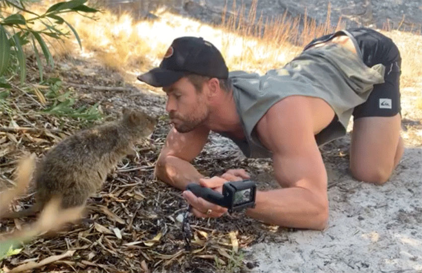 chris hemsworth gay fotos quokka