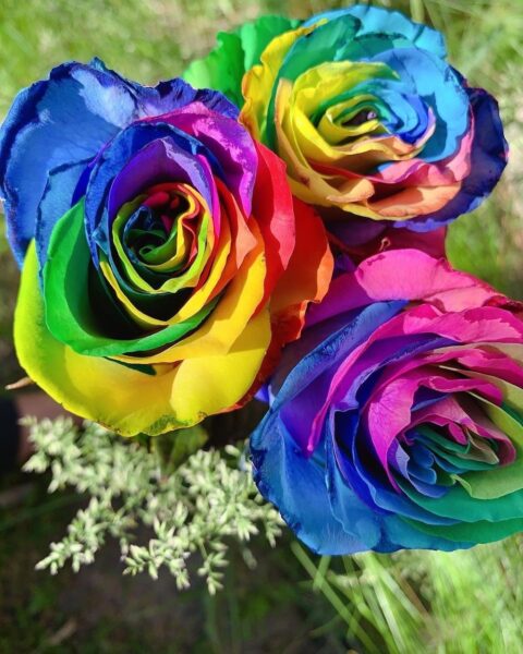 flores significado historia lgbt rosas teñidas arcoíris