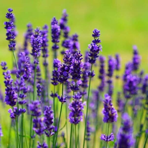 lavanda