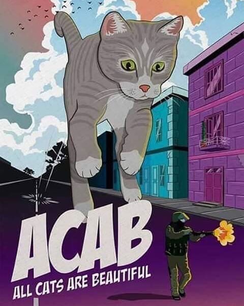 all cats are beautiful