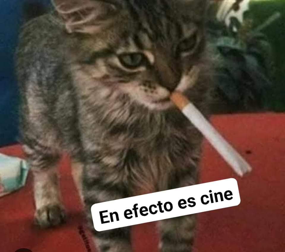 gatito fumando