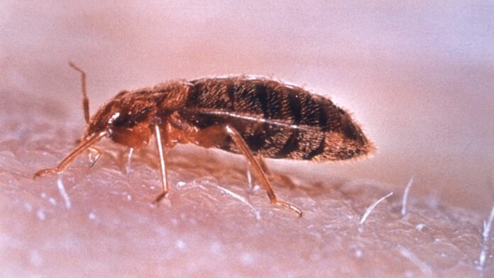 Chinches qué son cómo evitarlas cómo protegerte insectos de cama