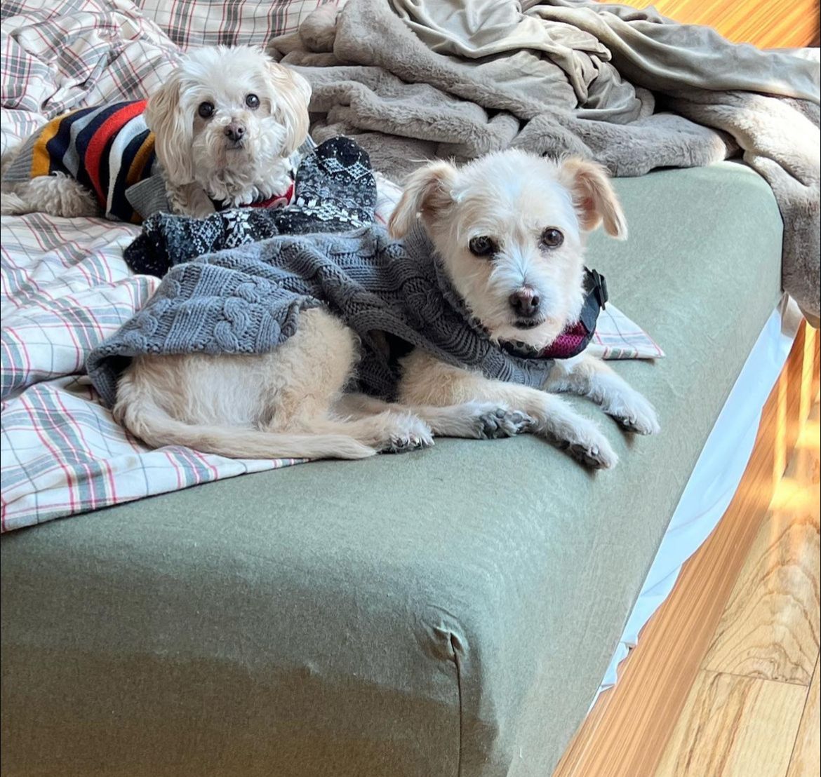 Coquito y Ginger mascotas de Alex Tinajero