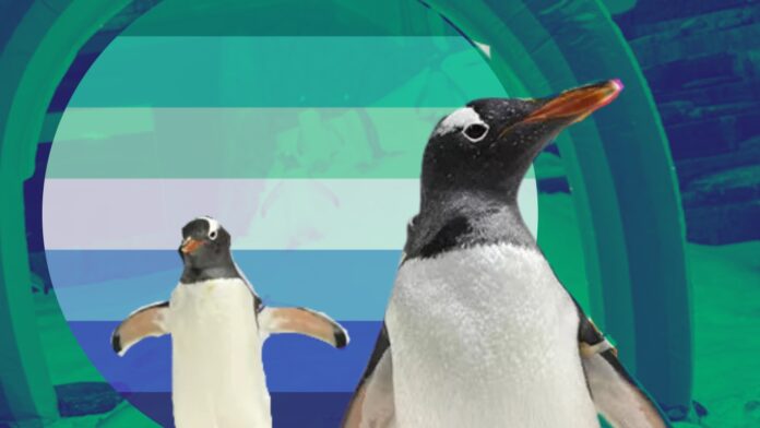 Fotos videos especies animales gay parejas