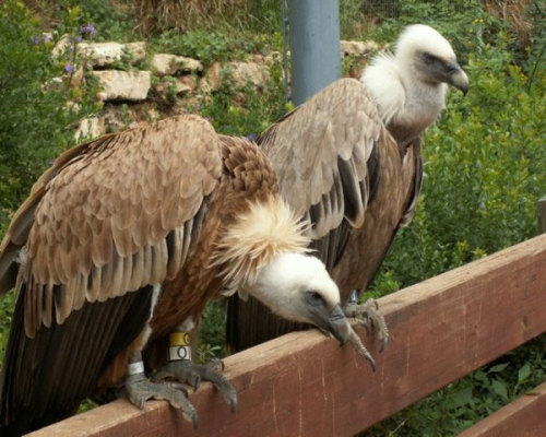 Buitres Dashik y Yehuda  foto videos