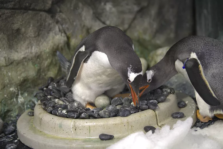  gay pinguinos videos