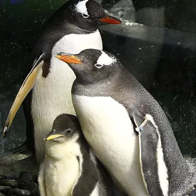  animales gay sphen magic pinguinos familia lgbt