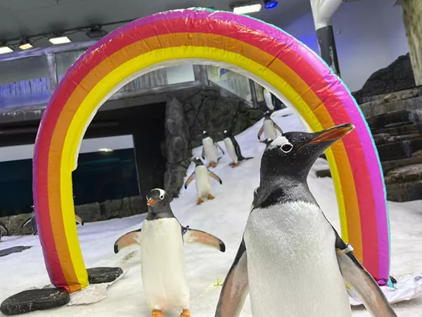 fotos videos sphen animales gay magic pinguinos viral